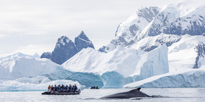 Humpback Whale, HX Expeditions